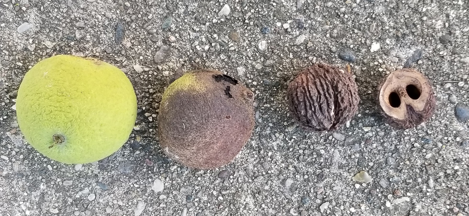 Black walnut fruit nut and shell.